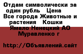 Отдам символически за один рубль › Цена ­ 1 - Все города Животные и растения » Кошки   . Ямало-Ненецкий АО,Муравленко г.